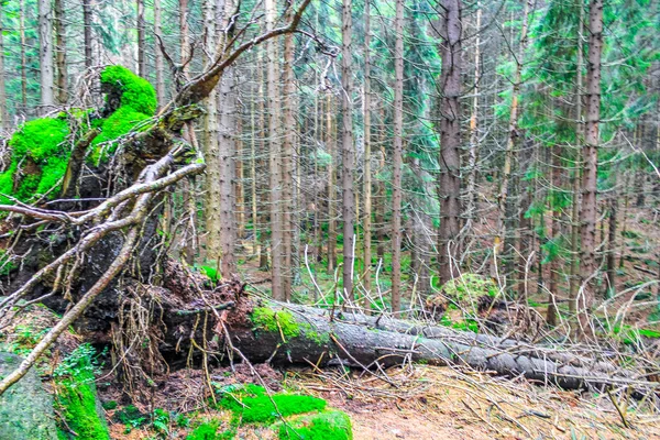 The dying silver forest with dead broken uprooted spruces or sawed off firs trees with mushrooms and landscape panorama at Brocken mountain peak in Harz mountains Wernigerode Germany.