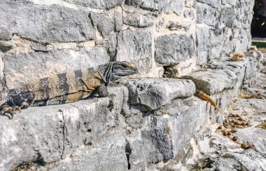 Antik Tulum 'daki kayalıklardaki dev Iguana kertenkele hayvanı, Tulum Mexico' daki tropik doğal orman palmiyesi ve deniz manzarasında tapınak kalıntıları ve eserlerle Maya bölgesini harabeye çeviriyor..