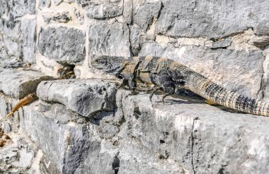 Antik Tulum 'daki kayalıklardaki dev Iguana kertenkele hayvanı, Tulum Mexico' daki tropik doğal orman palmiyesi ve deniz manzarasında tapınak kalıntıları ve eserlerle Maya bölgesini harabeye çeviriyor..