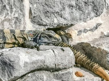 Dev Iguana kertenkelesi Tulum 'daki kayalıklardaki deliğe sürünerek girer. Tapınak kalıntıları, piramitler ve Tulum Mexico' daki tropikal doğal orman palmiyesinin kalıntıları ile Maya bölgesini harabeye çevirir..