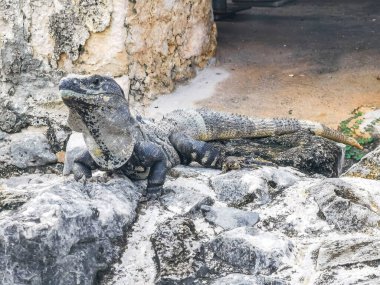 Antik Tulum 'daki kayalıklardaki dev Iguana kertenkele hayvanı, Tulum Mexico' daki tropik doğal orman palmiyesi ve deniz manzarasında tapınak kalıntıları ve eserlerle Maya bölgesini harabeye çeviriyor..