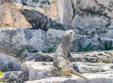 Antik Tulum 'daki kayalıklardaki dev Iguana kertenkele hayvanı, Tulum Mexico' daki tropik doğal orman palmiyesi ve deniz manzarasında tapınak kalıntıları ve eserlerle Maya bölgesini harabeye çeviriyor..