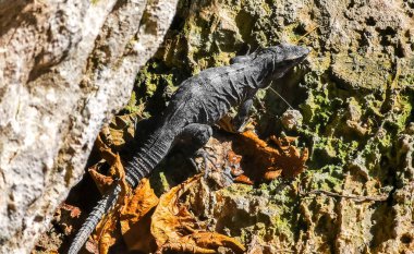 Huge Iguana gecko animal climbs up on rocks at Tulum ruins Mayan site with temple ruins pyramids and artifacts in the tropical natural jungle forest palm and seascape panorama view in Tulum Mexico.