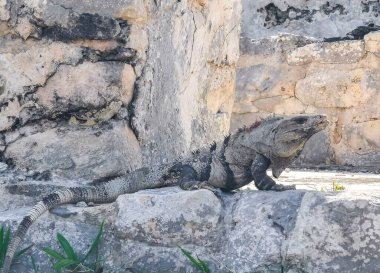 Antik Tulum 'daki kayalıklardaki dev Iguana kertenkele hayvanı, Tulum Mexico' daki tropik doğal orman palmiyesi ve deniz manzarasında tapınak kalıntıları ve eserlerle Maya bölgesini harabeye çeviriyor..