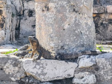 Antik Tulum 'daki kayalıklardaki dev Iguana kertenkele hayvanı, Tulum Mexico' daki tropik doğal orman palmiyesi ve deniz manzarasında tapınak kalıntıları ve eserlerle Maya bölgesini harabeye çeviriyor..