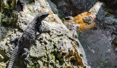 Huge Iguana gecko animal climbs up on rocks at Tulum ruins Mayan site with temple ruins pyramids and artifacts in the tropical natural jungle forest palm and seascape panorama view in Tulum Mexico.