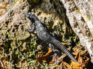 Huge Iguana gecko animal climbs up on rocks at Tulum ruins Mayan site with temple ruins pyramids and artifacts in the tropical natural jungle forest palm and seascape panorama view in Tulum Mexico.