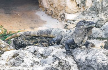 Antik Tulum 'daki kayalıklardaki dev Iguana kertenkele hayvanı, Tulum Mexico' daki tropik doğal orman palmiyesi ve deniz manzarasında tapınak kalıntıları ve eserlerle Maya bölgesini harabeye çeviriyor..