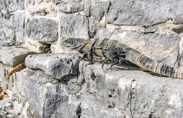 Antik Tulum 'daki kayalıklardaki dev Iguana kertenkele hayvanı, Tulum Mexico' daki tropik doğal orman palmiyesi ve deniz manzarasında tapınak kalıntıları ve eserlerle Maya bölgesini harabeye çeviriyor..