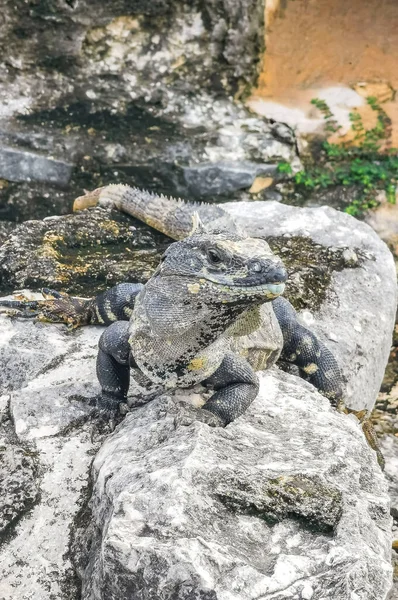 Antik Tulum 'daki kayalıklardaki dev Iguana kertenkele hayvanı, Tulum Mexico' daki tropik doğal orman palmiyesi ve deniz manzarasında tapınak kalıntıları ve eserlerle Maya bölgesini harabeye çeviriyor..