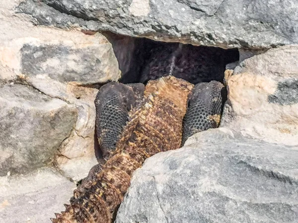 Huge Iguana Gecko Animal Crawls Hole Rock Tulum Ruins Mayan — Zdjęcie stockowe