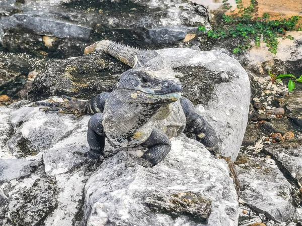 Antik Tulum 'daki kayalıklardaki dev Iguana kertenkele hayvanı, Tulum Mexico' daki tropik doğal orman palmiyesi ve deniz manzarasında tapınak kalıntıları ve eserlerle Maya bölgesini harabeye çeviriyor..