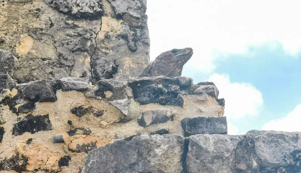 Antik Tulum 'daki kayalıklardaki dev Iguana kertenkele hayvanı, Tulum Mexico' daki tropik doğal orman palmiyesi ve deniz manzarasında tapınak kalıntıları ve eserlerle Maya bölgesini harabeye çeviriyor..