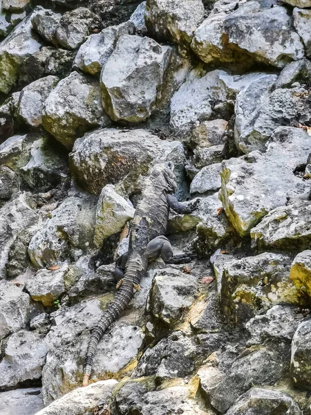 Huge Iguana gecko animal climbs up on rocks at Tulum ruins Mayan site with temple ruins pyramids and artifacts in the tropical natural jungle forest palm and seascape panorama view in Tulum Mexico.