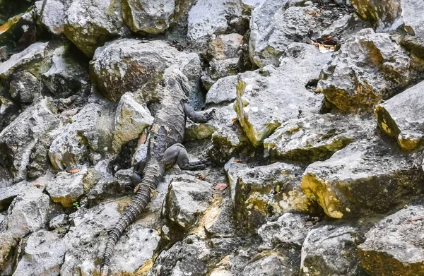 Huge Iguana Gecko Animal Climbs Rocks Tulum Ruins Mayan Site — Zdjęcie stockowe