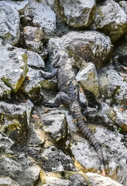 Huge Iguana gecko animal climbs up on rocks at Tulum ruins Mayan site with temple ruins pyramids and artifacts in the tropical natural jungle forest palm and seascape panorama view in Tulum Mexico.