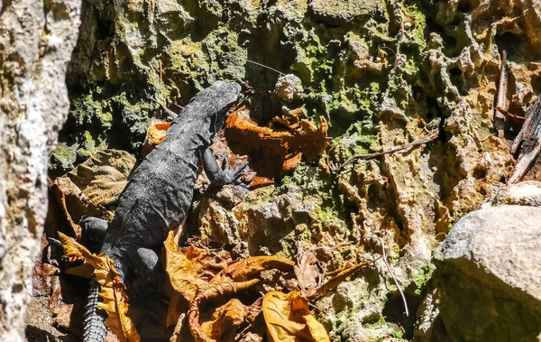 Huge Iguana gecko animal climbs up on rocks at Tulum ruins Mayan site with temple ruins pyramids and artifacts in the tropical natural jungle forest palm and seascape panorama view in Tulum Mexico.