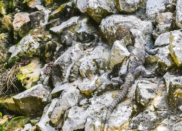 Huge Iguana gecko animal climbs up on rocks at Tulum ruins Mayan site with temple ruins pyramids and artifacts in the tropical natural jungle forest palm and seascape panorama view in Tulum Mexico.