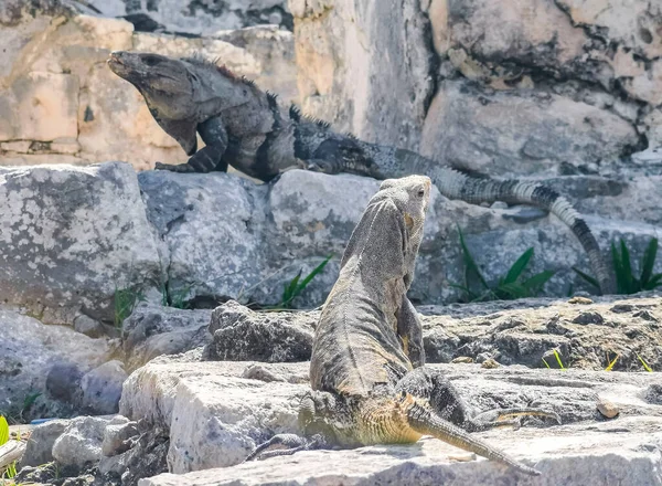 Antik Tulum 'daki kayalıklardaki dev Iguana kertenkele hayvanı, Tulum Mexico' daki tropik doğal orman palmiyesi ve deniz manzarasında tapınak kalıntıları ve eserlerle Maya bölgesini harabeye çeviriyor..