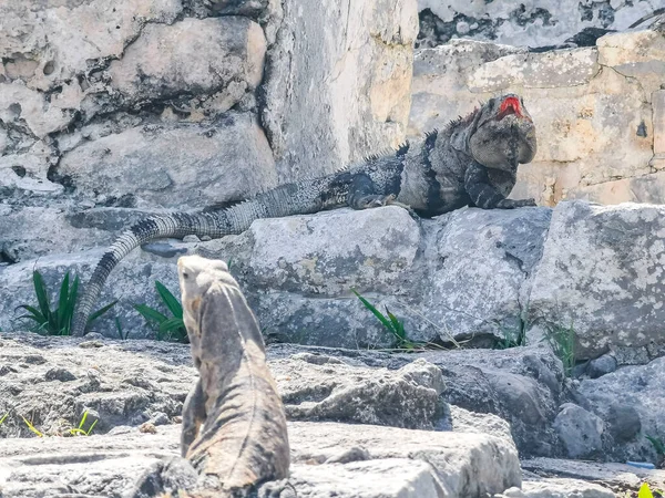 Antik Tulum 'daki kayalıklardaki dev Iguana kertenkele hayvanı, Tulum Mexico' daki tropik doğal orman palmiyesi ve deniz manzarasında tapınak kalıntıları ve eserlerle Maya bölgesini harabeye çeviriyor..