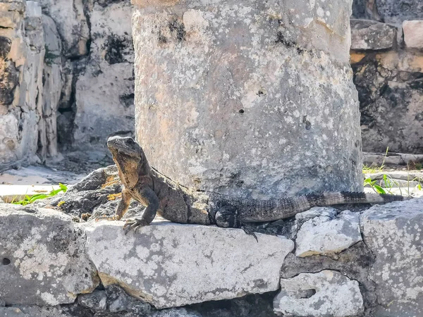 Antik Tulum 'daki kayalıklardaki dev Iguana kertenkele hayvanı, Tulum Mexico' daki tropik doğal orman palmiyesi ve deniz manzarasında tapınak kalıntıları ve eserlerle Maya bölgesini harabeye çeviriyor..