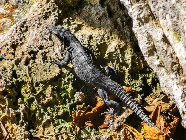 Huge Iguana gecko animal climbs up on rocks at Tulum ruins Mayan site with temple ruins pyramids and artifacts in the tropical natural jungle forest palm and seascape panorama view in Tulum Mexico.