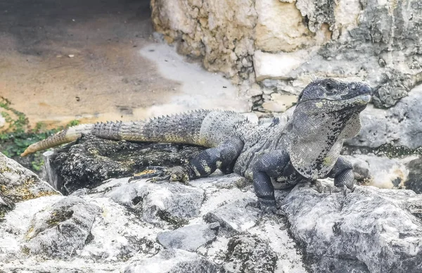 Antik Tulum 'daki kayalıklardaki dev Iguana kertenkele hayvanı, Tulum Mexico' daki tropik doğal orman palmiyesi ve deniz manzarasında tapınak kalıntıları ve eserlerle Maya bölgesini harabeye çeviriyor..