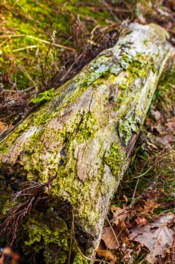 Piece Wood Branch Stick Tree Sawed Off Trunk On Forest Ground And Deciduous Ground in the forest of Pipinsburg in Geestland Cuxhaven Lower Saxony Germany.