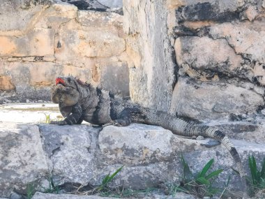 Antik Tulum 'daki kayalıklardaki dev Iguana kertenkele hayvanı, Tulum Mexico' daki tropik doğal orman palmiyesi ve deniz manzarasında tapınak kalıntıları ve eserlerle Maya bölgesini harabeye çeviriyor..