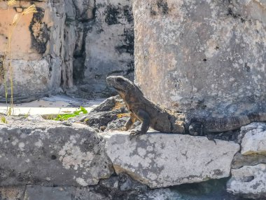 Antik Tulum 'daki kayalıklardaki dev Iguana kertenkele hayvanı, Tulum Mexico' daki tropik doğal orman palmiyesi ve deniz manzarasında tapınak kalıntıları ve eserlerle Maya bölgesini harabeye çeviriyor..