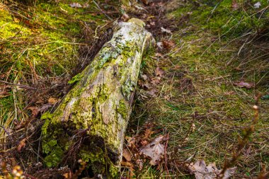 Piece Wood Branch Stick Tree Sawed Off Trunk On Forest Ground And Deciduous Ground in the forest of Pipinsburg in Geestland Cuxhaven Lower Saxony Germany.