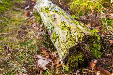 Piece Wood Branch Stick Tree Sawed Off Trunk On Forest Ground And Deciduous Ground in the forest of Pipinsburg in Geestland Cuxhaven Lower Saxony Germany.