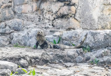 Antik Tulum 'daki kayalıklardaki dev Iguana kertenkele hayvanı, Tulum Mexico' daki tropik doğal orman palmiyesi ve deniz manzarasında tapınak kalıntıları ve eserlerle Maya bölgesini harabeye çeviriyor..
