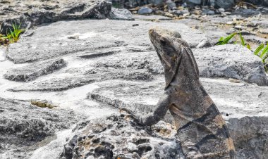 Antik Tulum 'daki kayalıklardaki dev Iguana kertenkele hayvanı, Tulum Mexico' daki tropik doğal orman palmiyesi ve deniz manzarasında tapınak kalıntıları ve eserlerle Maya bölgesini harabeye çeviriyor..
