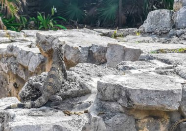 Antik Tulum 'daki kayalıklardaki dev Iguana kertenkele hayvanı, Tulum Mexico' daki tropik doğal orman palmiyesi ve deniz manzarasında tapınak kalıntıları ve eserlerle Maya bölgesini harabeye çeviriyor..