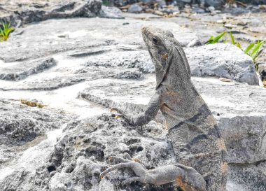 Antik Tulum 'daki kayalıklardaki dev Iguana kertenkele hayvanı, Tulum Mexico' daki tropik doğal orman palmiyesi ve deniz manzarasında tapınak kalıntıları ve eserlerle Maya bölgesini harabeye çeviriyor..