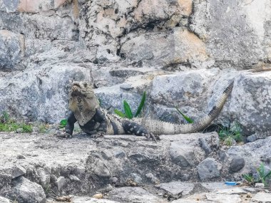 Antik Tulum 'daki kayalıklardaki dev Iguana kertenkele hayvanı, Tulum Mexico' daki tropik doğal orman palmiyesi ve deniz manzarasında tapınak kalıntıları ve eserlerle Maya bölgesini harabeye çeviriyor..