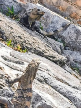 Antik Tulum 'daki kayalıklardaki dev Iguana kertenkele hayvanı, Tulum Mexico' daki tropik doğal orman palmiyesi ve deniz manzarasında tapınak kalıntıları ve eserlerle Maya bölgesini harabeye çeviriyor..