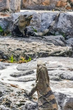 Antik Tulum 'daki kayalıklardaki dev Iguana kertenkele hayvanı, Tulum Mexico' daki tropik doğal orman palmiyesi ve deniz manzarasında tapınak kalıntıları ve eserlerle Maya bölgesini harabeye çeviriyor..