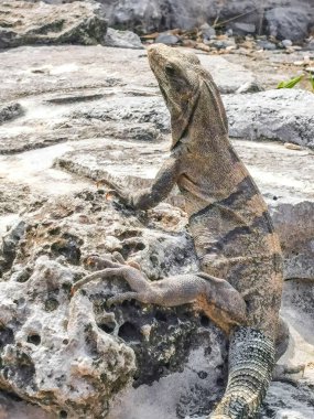 Antik Tulum 'daki kayalıklardaki dev Iguana kertenkele hayvanı, Tulum Mexico' daki tropik doğal orman palmiyesi ve deniz manzarasında tapınak kalıntıları ve eserlerle Maya bölgesini harabeye çeviriyor..