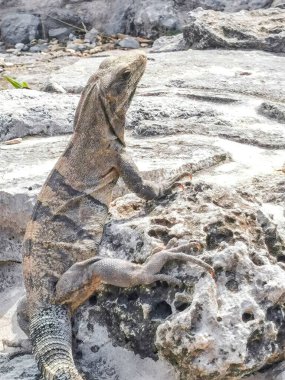 Antik Tulum 'daki kayalıklardaki dev Iguana kertenkele hayvanı, Tulum Mexico' daki tropik doğal orman palmiyesi ve deniz manzarasında tapınak kalıntıları ve eserlerle Maya bölgesini harabeye çeviriyor..