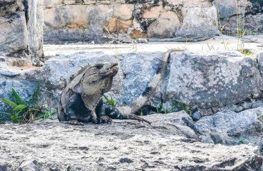 Antik Tulum 'daki kayalıklardaki dev Iguana kertenkele hayvanı, Tulum Mexico' daki tropik doğal orman palmiyesi ve deniz manzarasında tapınak kalıntıları ve eserlerle Maya bölgesini harabeye çeviriyor..