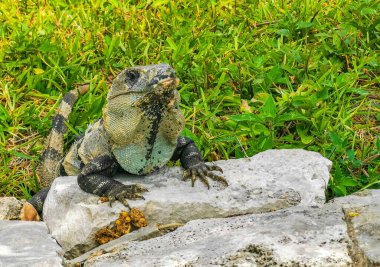 Antik Tulum 'daki kayalıklardaki dev Iguana kertenkele hayvanı, Tulum Mexico' daki tropik doğal orman palmiyesi ve deniz manzarasında tapınak kalıntıları ve eserlerle Maya bölgesini harabeye çeviriyor..
