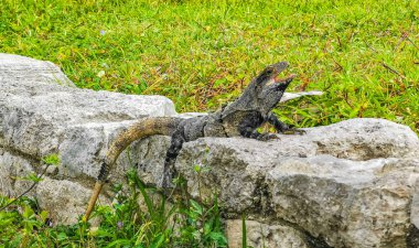 Antik Tulum 'daki kayalıklardaki dev Iguana kertenkele hayvanı, Tulum Mexico' daki tropik doğal orman palmiyesi ve deniz manzarasında tapınak kalıntıları ve eserlerle Maya bölgesini harabeye çeviriyor..