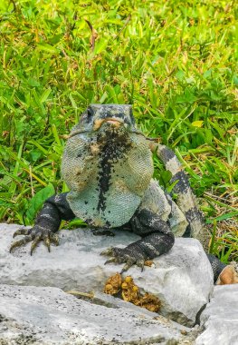 Antik Tulum 'daki kayalıklardaki dev Iguana kertenkele hayvanı, Tulum Mexico' daki tropik doğal orman palmiyesi ve deniz manzarasında tapınak kalıntıları ve eserlerle Maya bölgesini harabeye çeviriyor..
