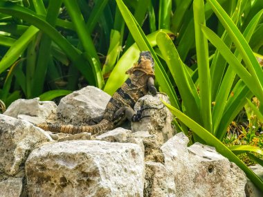 Antik Tulum 'daki kayalıklardaki dev Iguana kertenkele hayvanı, Tulum Mexico' daki tropik doğal orman palmiyesi ve deniz manzarasında tapınak kalıntıları ve eserlerle Maya bölgesini harabeye çeviriyor..