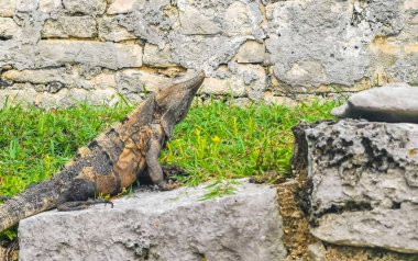 Antik Tulum 'daki kayalıklardaki dev Iguana kertenkele hayvanı, Tulum Mexico' daki tropik doğal orman palmiyesi ve deniz manzarasında tapınak kalıntıları ve eserlerle Maya bölgesini harabeye çeviriyor..
