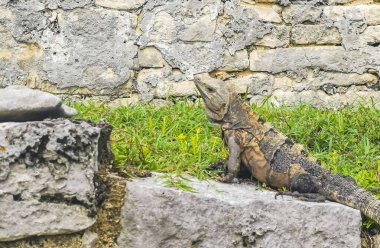 Antik Tulum 'daki kayalıklardaki dev Iguana kertenkele hayvanı, Tulum Mexico' daki tropik doğal orman palmiyesi ve deniz manzarasında tapınak kalıntıları ve eserlerle Maya bölgesini harabeye çeviriyor..