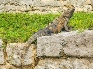 Antik Tulum 'daki kayalıklardaki dev Iguana kertenkele hayvanı, Tulum Mexico' daki tropik doğal orman palmiyesi ve deniz manzarasında tapınak kalıntıları ve eserlerle Maya bölgesini harabeye çeviriyor..