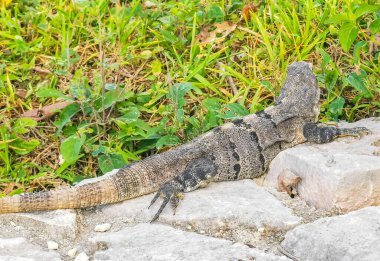 Antik Tulum 'daki kayalıklardaki dev Iguana kertenkele hayvanı, Tulum Mexico' daki tropik doğal orman palmiyesi ve deniz manzarasında tapınak kalıntıları ve eserlerle Maya bölgesini harabeye çeviriyor..